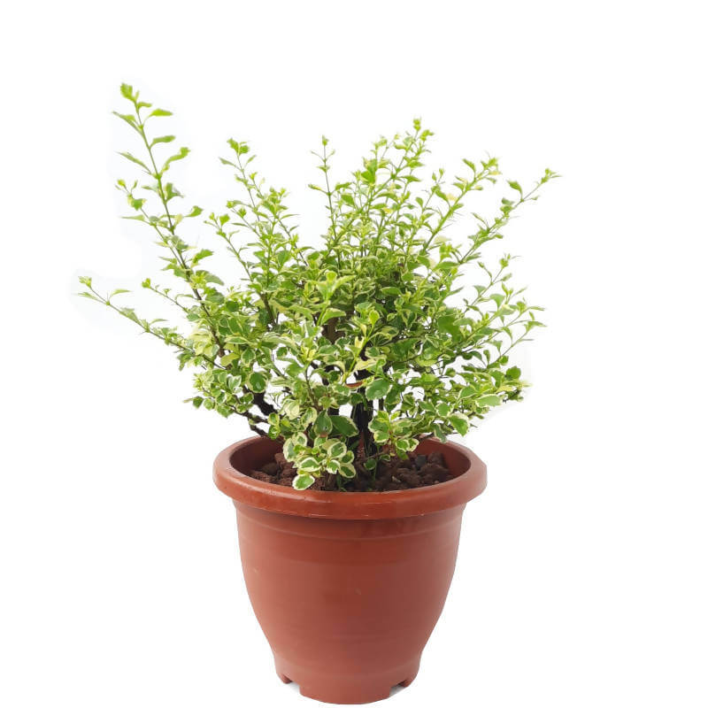 Duranta erecta 'Dwarf White'